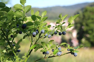 Blueberry Village of Enzklösterle